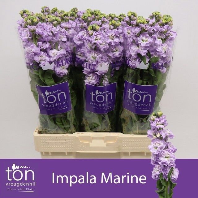 Matth Impala Marine