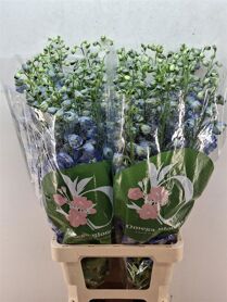 Delph Du Aurora Blue