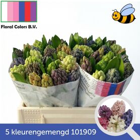 Hyac Gem 5 Kleuren