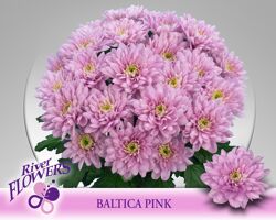 Chr T Baltica Pink