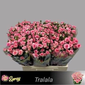 R Tr Tralala