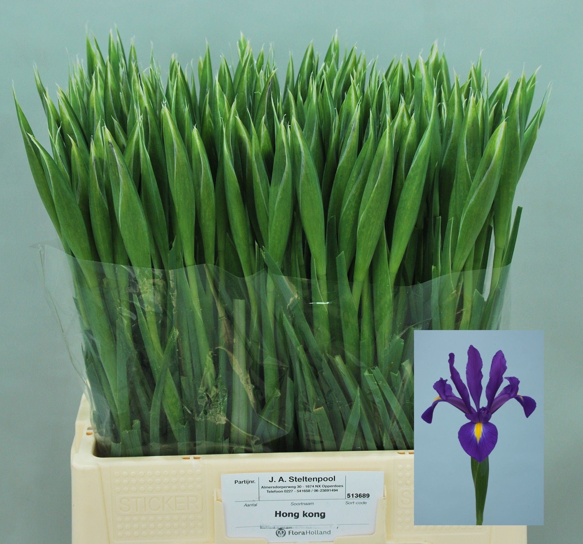 Iris Hong Kong