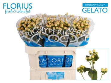 Hypericum Coco Gelato