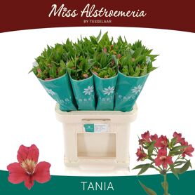 Alstr Tania