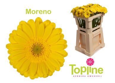 Ge Mi Moreno