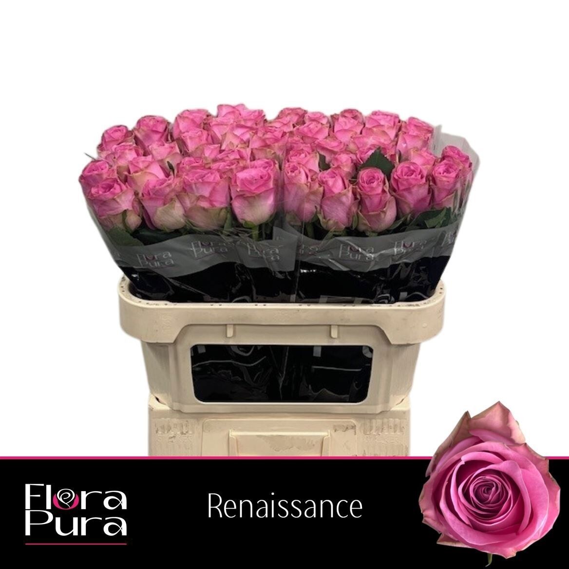 R Gr Renaissance