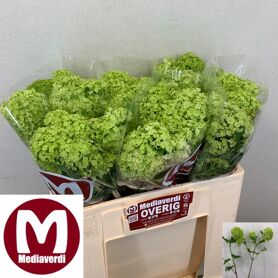 Viburnum Roseum St