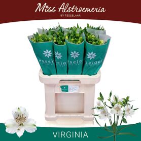 Alstr Virginia