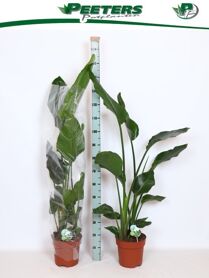 Strelitzia Nicolai 2pp