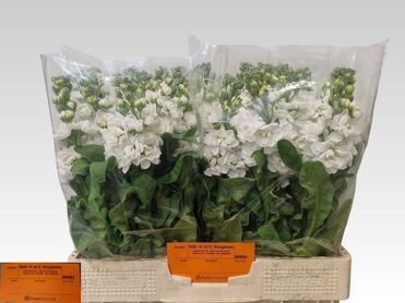 Matth Centum White