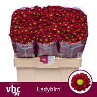 Chr S Ladybird