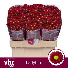 Chr S Ladybird