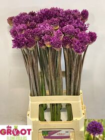Allium Purple Sens