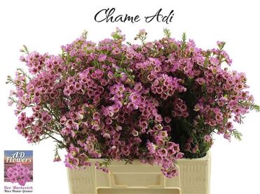 Chame Adi