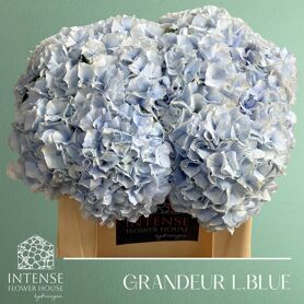 Hydr M Roy Grandeu B