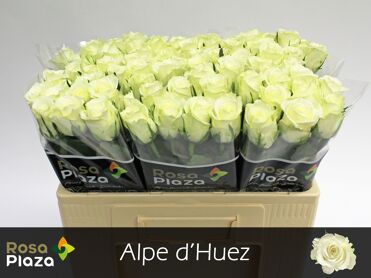 R Gr Alpe Dhuez