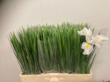 Iris White Magic