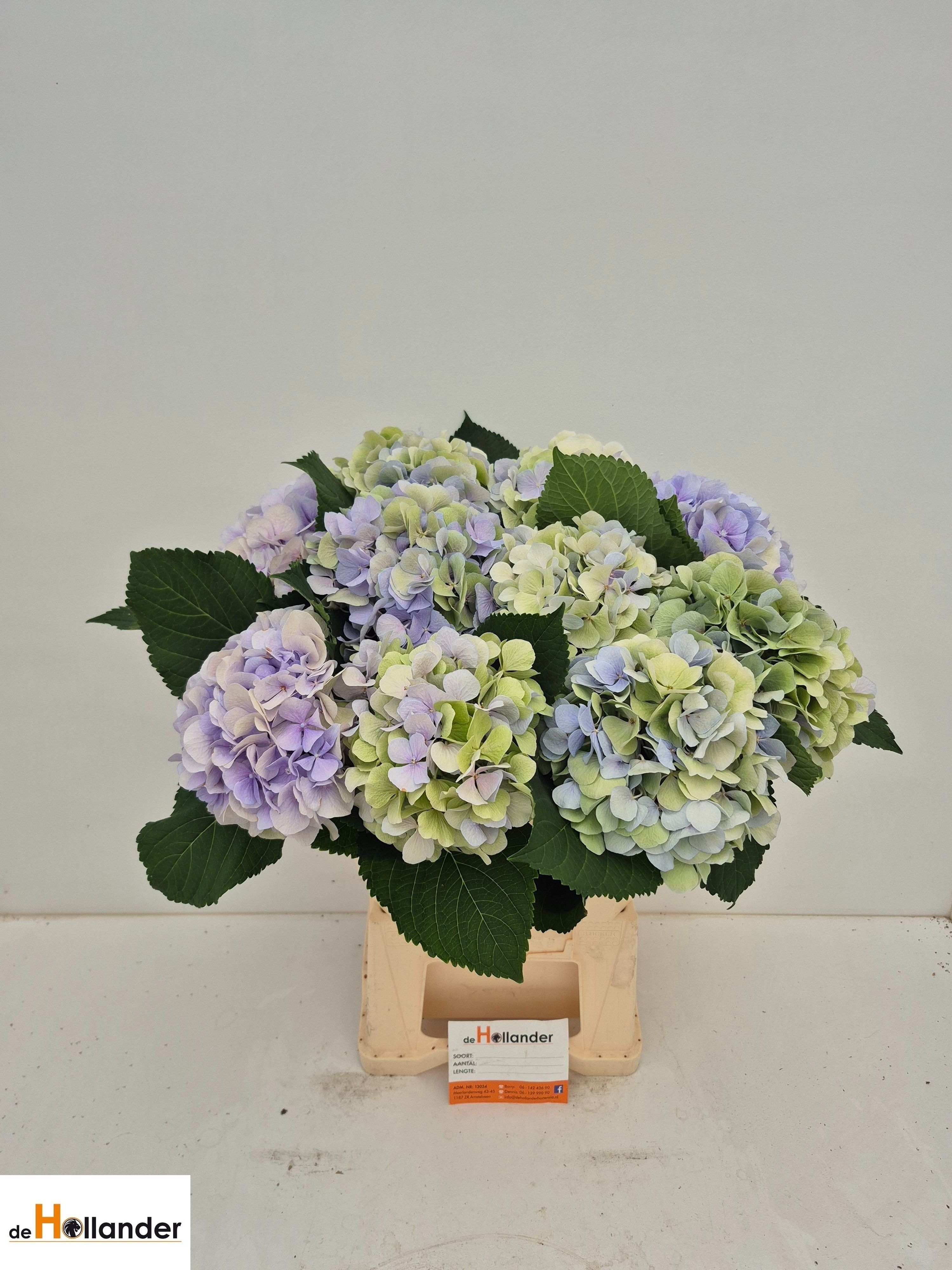 Hydr Cl Verena Bl