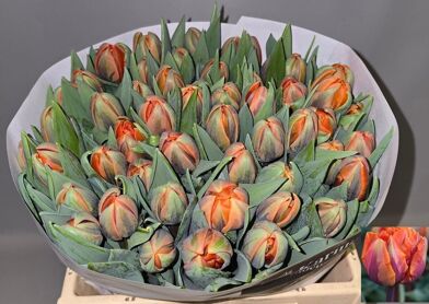 Tu Du Orange Princes