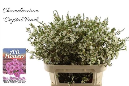 Chame Crystal Pearl
