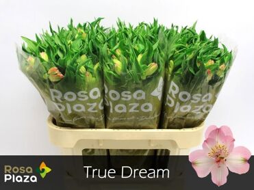 Alstr True Dream Ethiopie