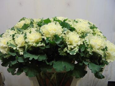 Brassica Oleracea 'crane Ruffle White'
