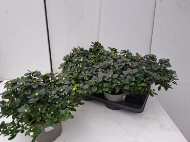Rhodo Si Gem