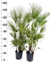 Cham Humilis Xl