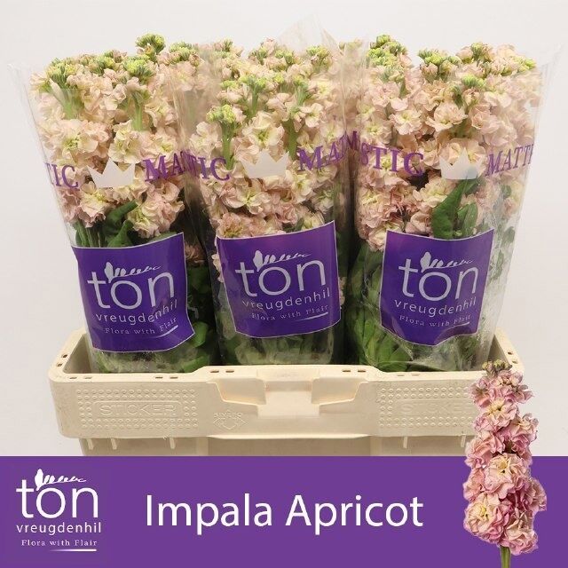 Matth Impala Apricot