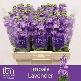 Matth Impala Lavende