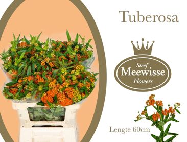 Ascl Tuberosa
