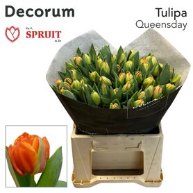 Tu Du Queensday