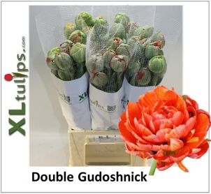 Tu Frankrijk Du Gudoshnik Doub