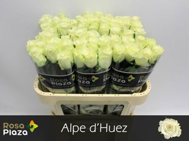 R Gr Alpe Dhuez