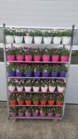 Dianthus Oscar Gemengd
