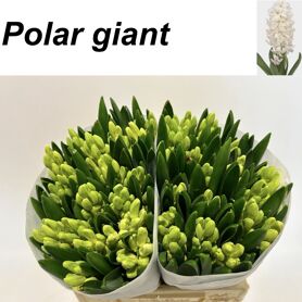 Hyac Polar Giant