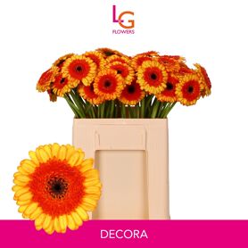 Ge Mi Decora