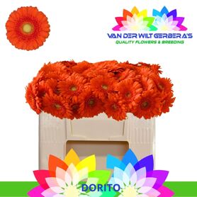 Ge Mi Dorito