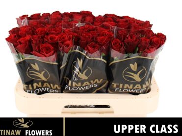 R Gr Upper Class