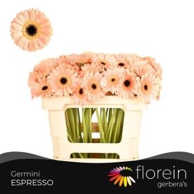 Ge Mi Espresso