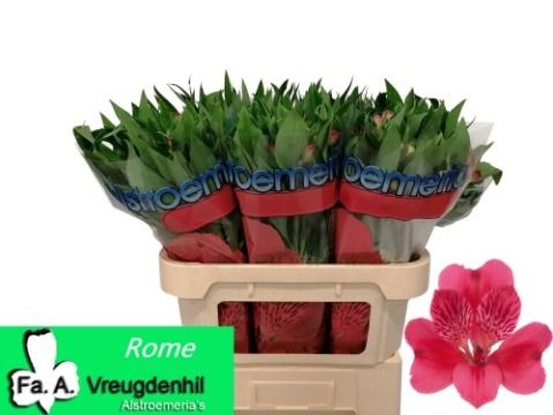 Alstr Rome | Van der Plas