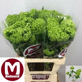 Viburnum Roseum St 2/4