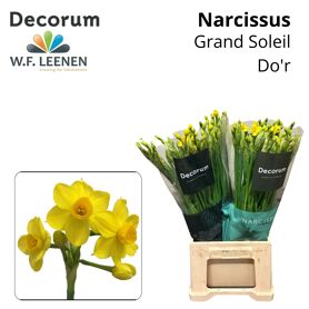 Narc Ta Soleil D Or