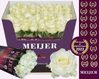 R Gr Avalanche Meijer