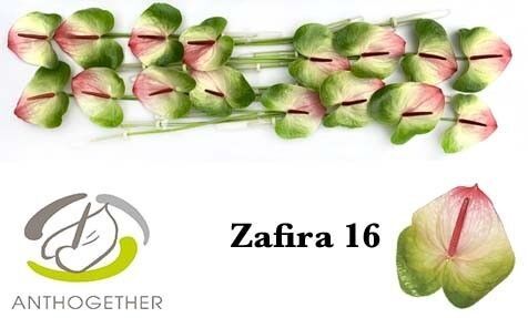 Anth A Zafira