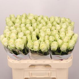 R Gr Athena Extra