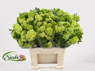 Viburnum Roseum St