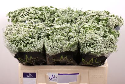 Ammi Vis Casablanca