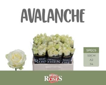 R Gr Avalanche A 2 X 60