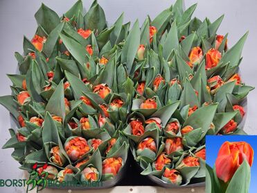 Tu Du Queensday